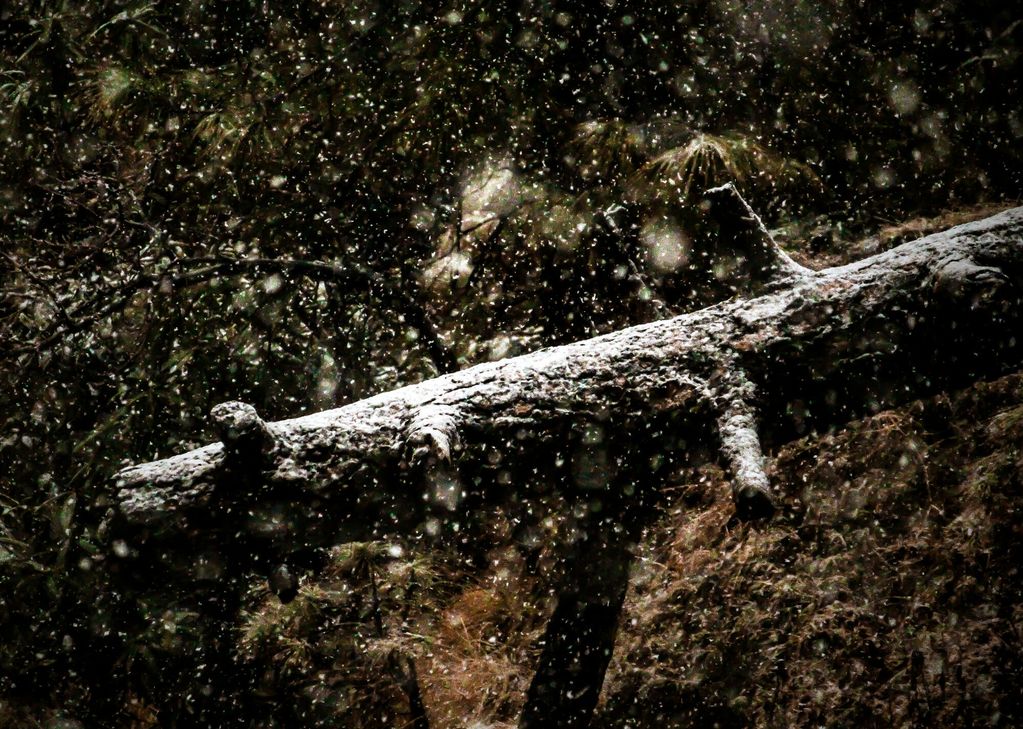 Ein Sturm entwurzelte im Bezirk Simmern eine Vielzahl von Bäumen.