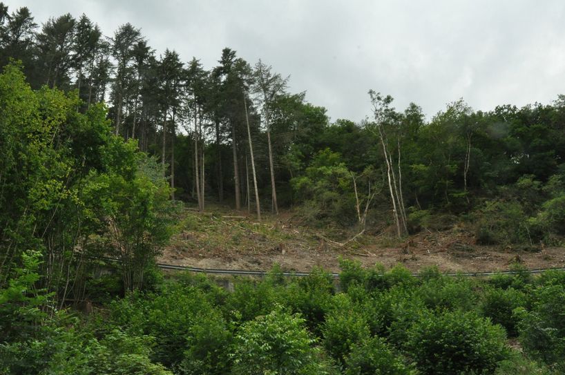 Die Rodungsarbeiten an der "Stadtwaldlinie" verliefen plangemäß und unfallfrei.