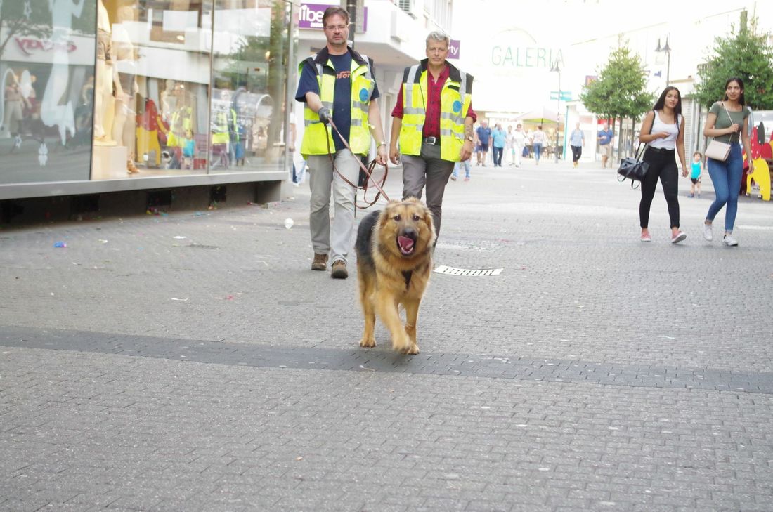 Die Rettungshundestaffel "Mantrailer West" übt ihre Einsätze unter anderem in der Euskirchener Fußgängerzone. Fotos: Mager