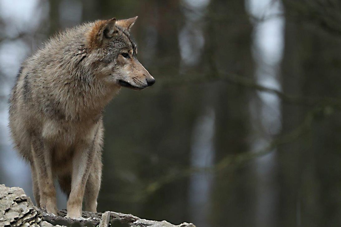 Der Wolf ist rezent das größte Raubtier aus der Familie der Hunde. Wölfe leben meist in Rudeln, bei denen es sich um Familienverbände handelt. Hauptbeute sind in den meisten Regionen mittelgroße bis große Huftiere.