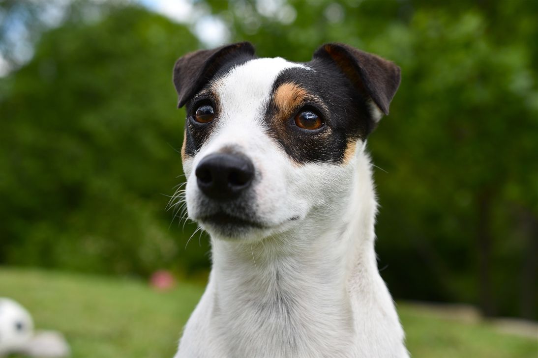 Jack-Russel-Terrier. Symbolfoto: Pixabay