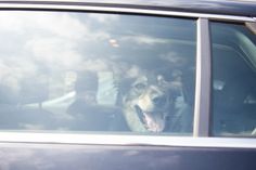 Tödliche Hitzefalle: Jedes Jahr sterben in Deutschland Hunde im Sommer in aufgeheizten Autos, weil Tierhalter die Gefahr unterschätzen. Symbolfoto