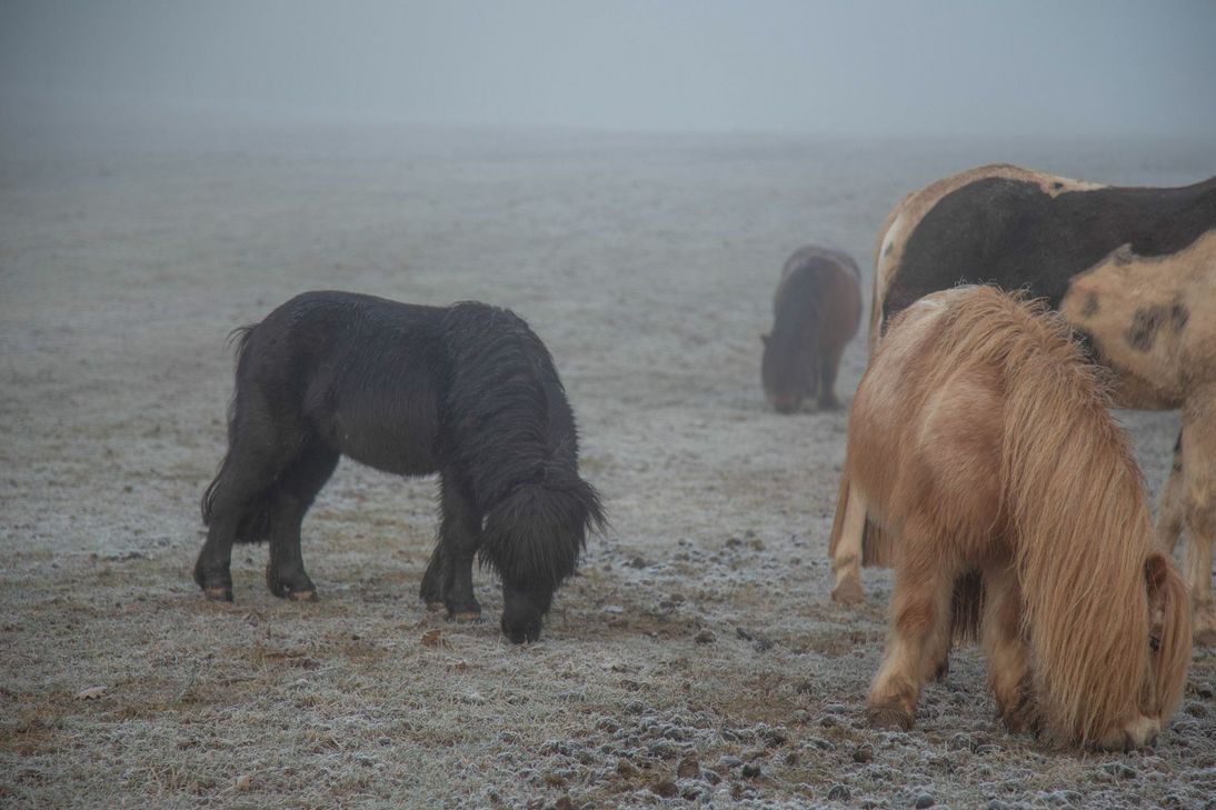 "Findus" stand plötzlich bei Christian Konz auf der Wiese. Foto: Steil-TV
