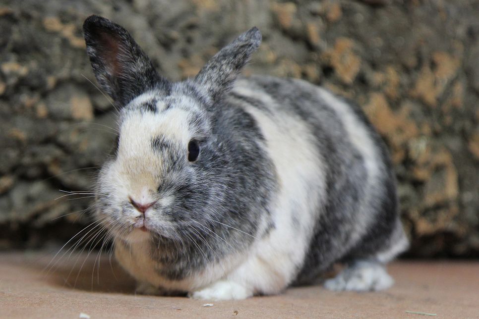 Kaninchen sind keine Kuscheltiere. Foto: TASSO e.V. / Christina Schreier