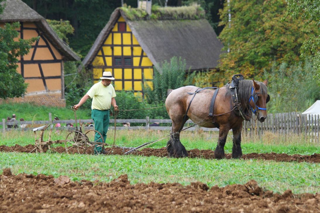 Wie früher die Felder bestellt wurden, auch das kann man an den Aktionstagen im Freilichtmuseum erleben. Foto: Nolden