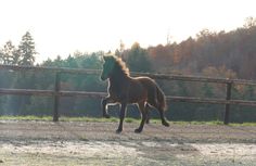 Hannibal in Aktion auf der heimischen Bahn in Blankenheim.