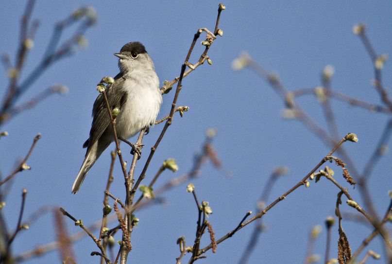 Zu den heimischen Vögeln gehört auch die Mönchsgrasmücke.