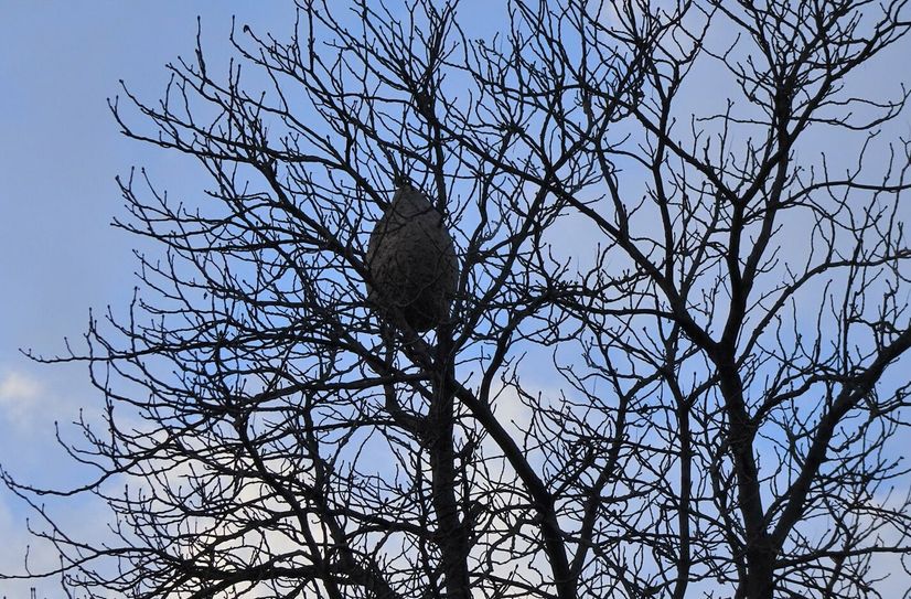 Die Nester der Asiatischen Hornisse sind schon von weitem in den jetzt laubfreien Baumkronen zu sehen.