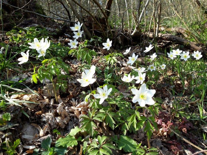 Foto: Kreisverwaltung Bernkastel-Wittlich