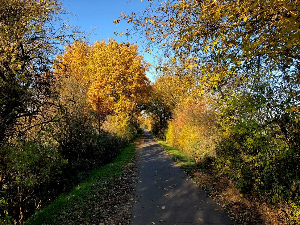 Auf dem Maifeld-Radweg werden Ende Januar Baumpflegearbeiten durchgeführt.
