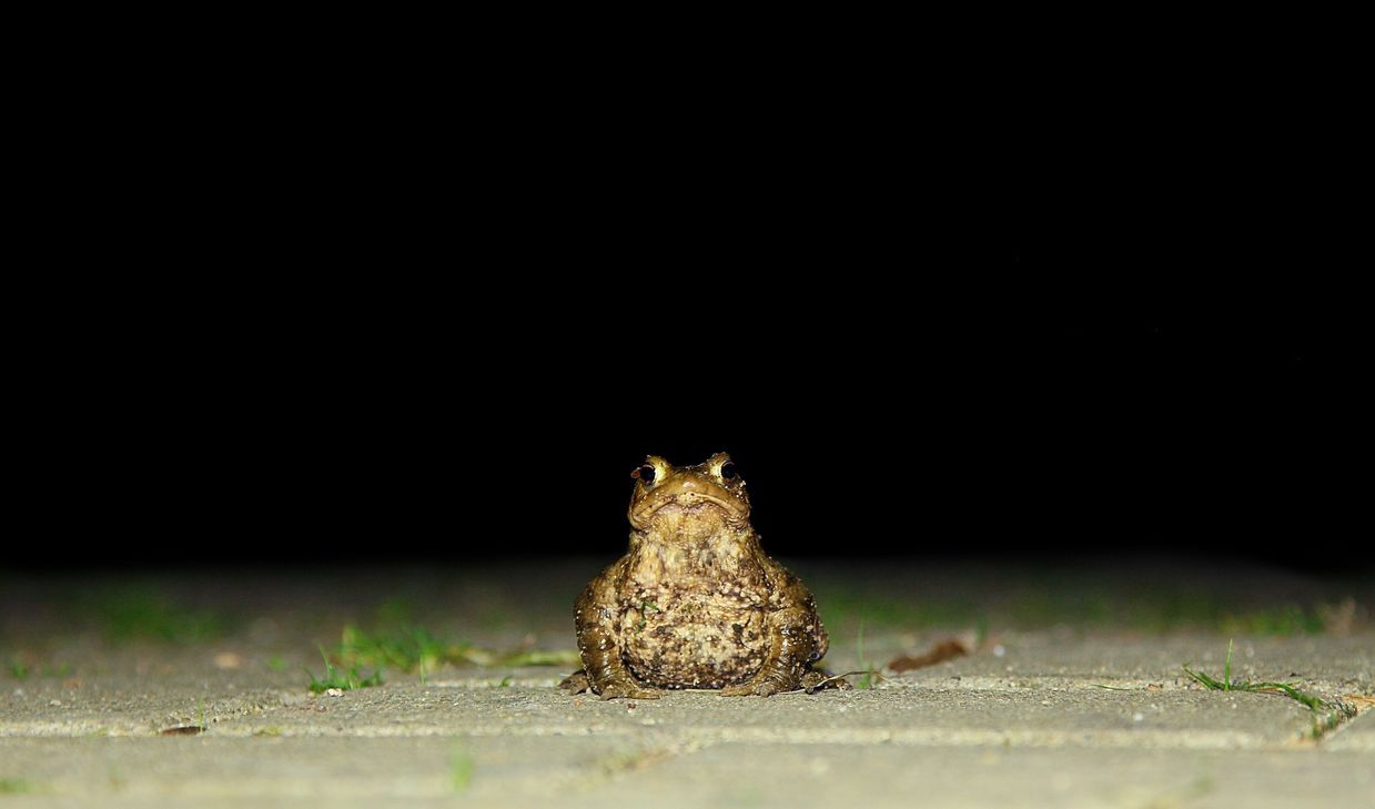 Foto: Symbolbild/Pixaby