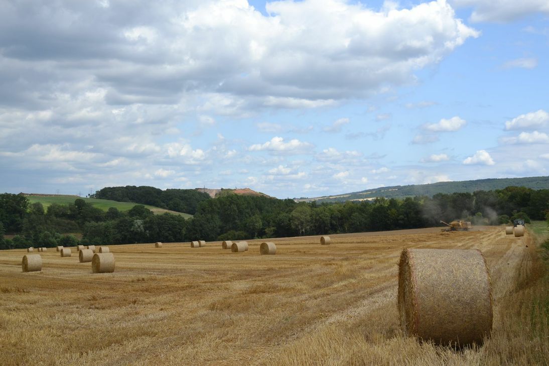 Die andauernde Trockenheit führt zu Ernteverlusten in der Landwirtschaft. Weil das Futter knapp wird, werden viele  Milchbetriebe Vieh verkaufen müssen. Foto: S. Schönhofen