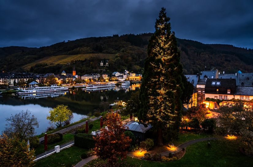 Mit seinen über 25 Metern und 4,85 Meter Durchmesser überragt der Mammutbaum die ganze Umgebung. Sein Alter wird auf über 145 Jahre geschätzt und mit seiner Größe gilt er als der größte "echte" (oder natürlich gewachsene) Weihnachtsbaum in ganz Rheinland-Pfalz. 7.000 Lichter setzen den grünen Giganten in Szene.