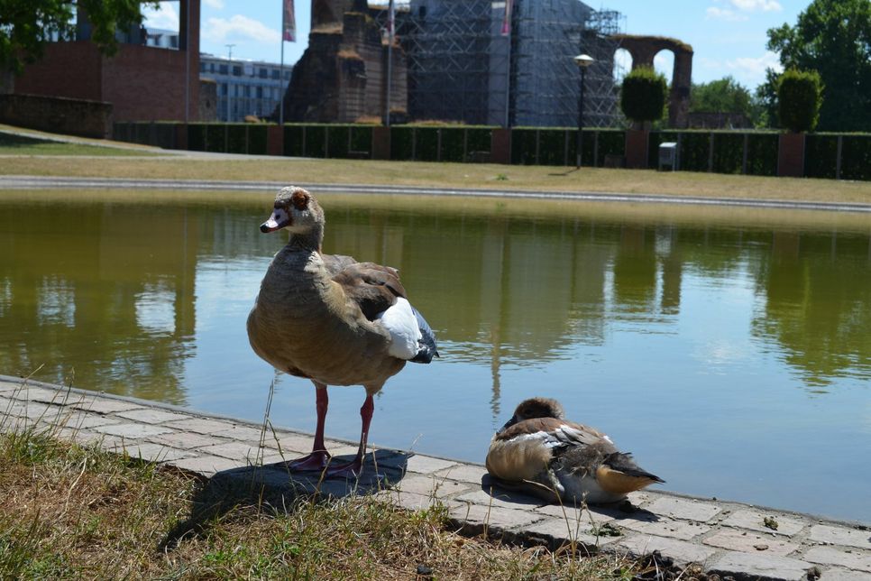 In Trier kann man den Nilgänsen inzwischen an vielen Orten über den Weg laufen. Auch am Teich bei den Kaiserthermen hat sich eine Gänsefamilie samt Jungen niedergelassen und genießt den Sommer im Park. Foto: Urban