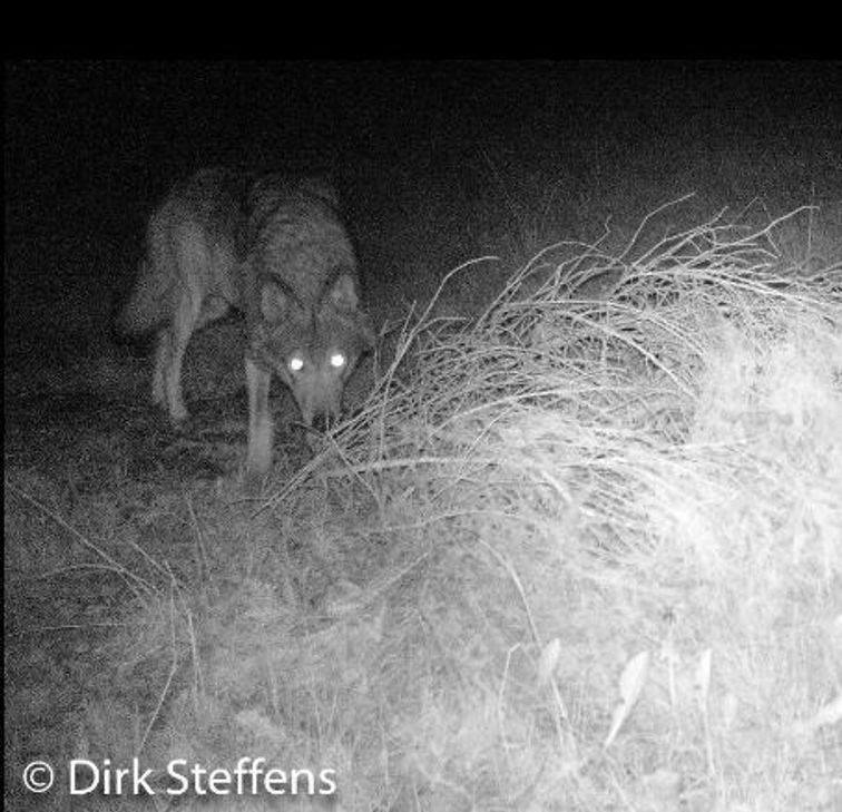 Ist ein Wolf in die Fotofalle von Dirk Steffens getappt?