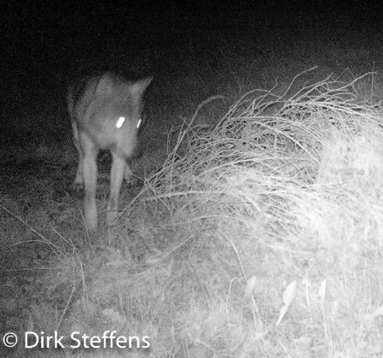 Ist ein Wolf in die Fotofalle von Dirk Steffens getappt?