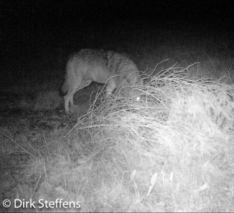 Ist ein Wolf in die Fotofalle von Dirk Steffens getappt?