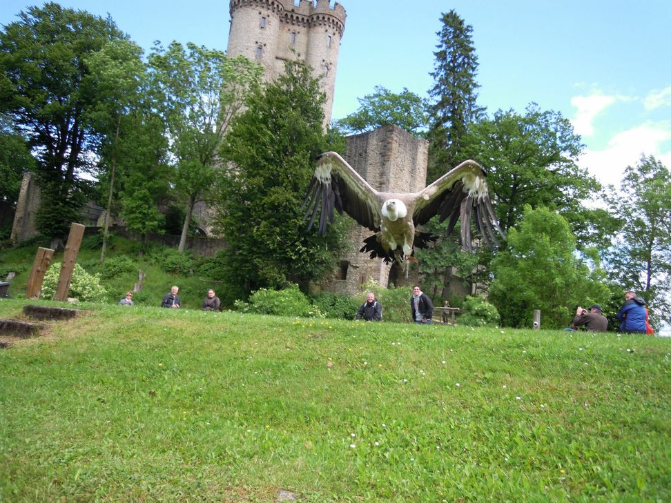 Geier im Sturzflug vor der Kasselburg. Foto: Archiv TW Gerolsteiner Land GmbH