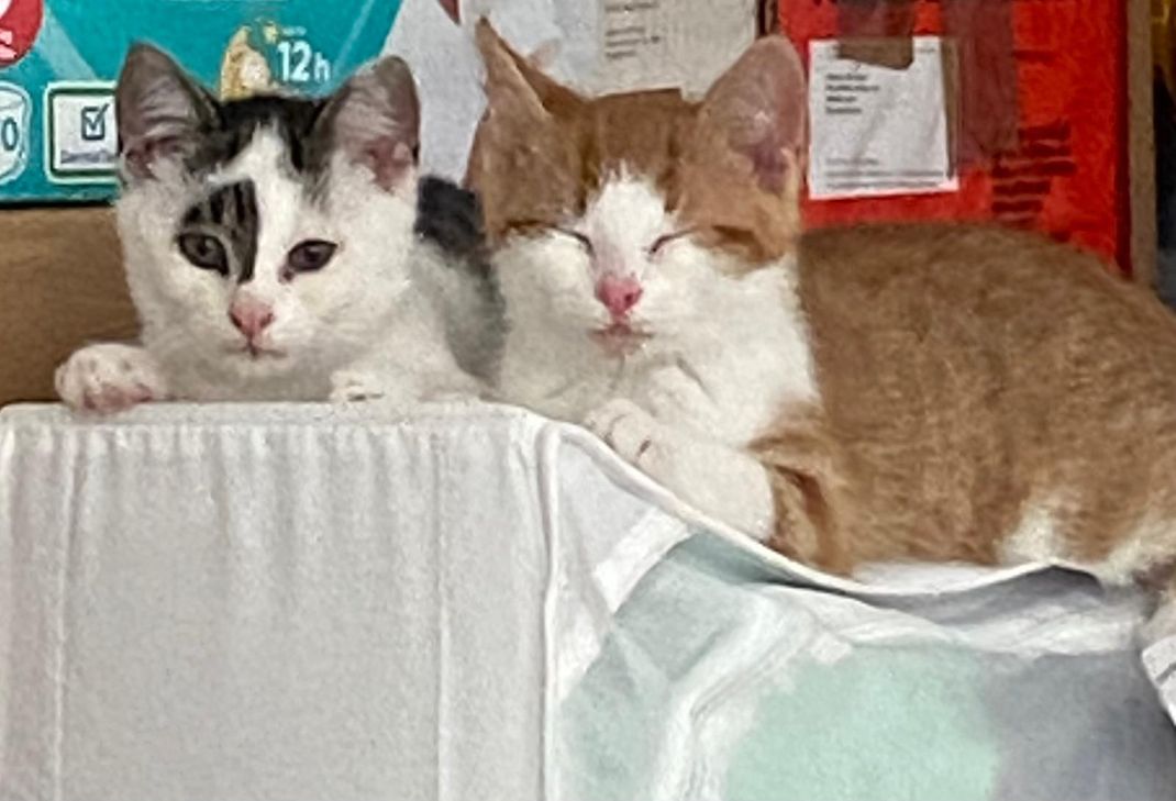 Karamell (rot) und Kandis (grau-getigert) suchen ein gemeinsames neues Zuhause.