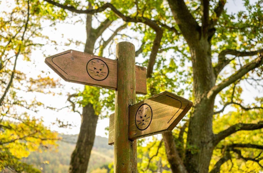 Mit dem Wanderführer und den Wildkatzensymbolen als Wegweiser lässt sich der Wildnis-Trail individuell und auf eigene Faust erkunden.