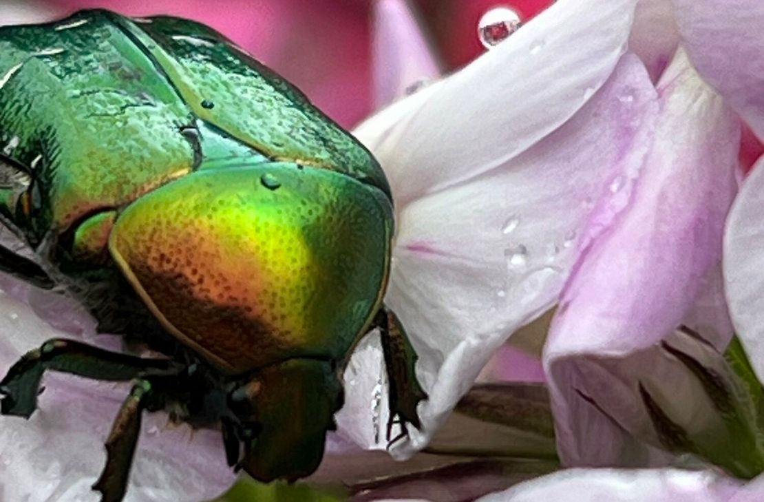Gartenschätze sind nicht immer essbar: Manchmal sind es "nur" Momente, der Duft einer Blüte, lustige, tierische Begegnungen oder ein Sonnenstrahl nach dem Regen.
