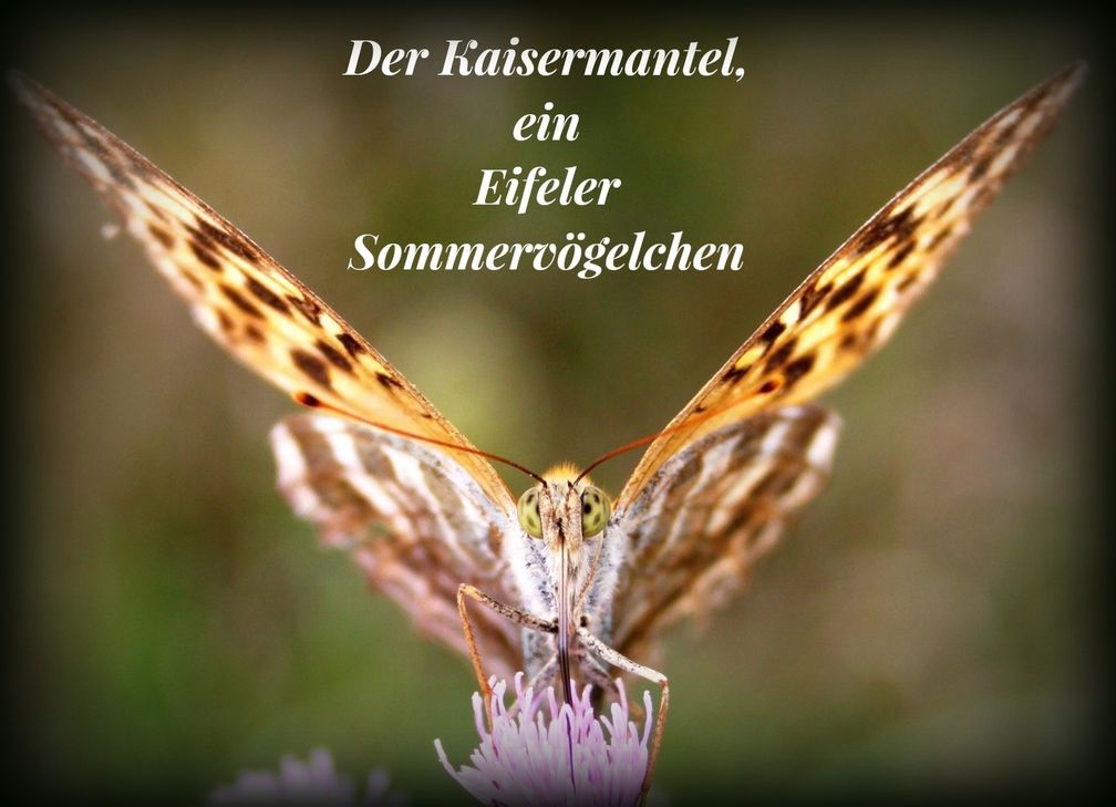 er Kaisermantel, ein Eifeler Sommervögelchen