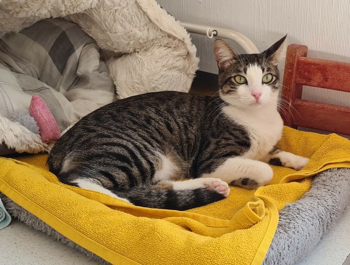 Der liebevolle Kater Ramses sucht ein neues Zuhause.