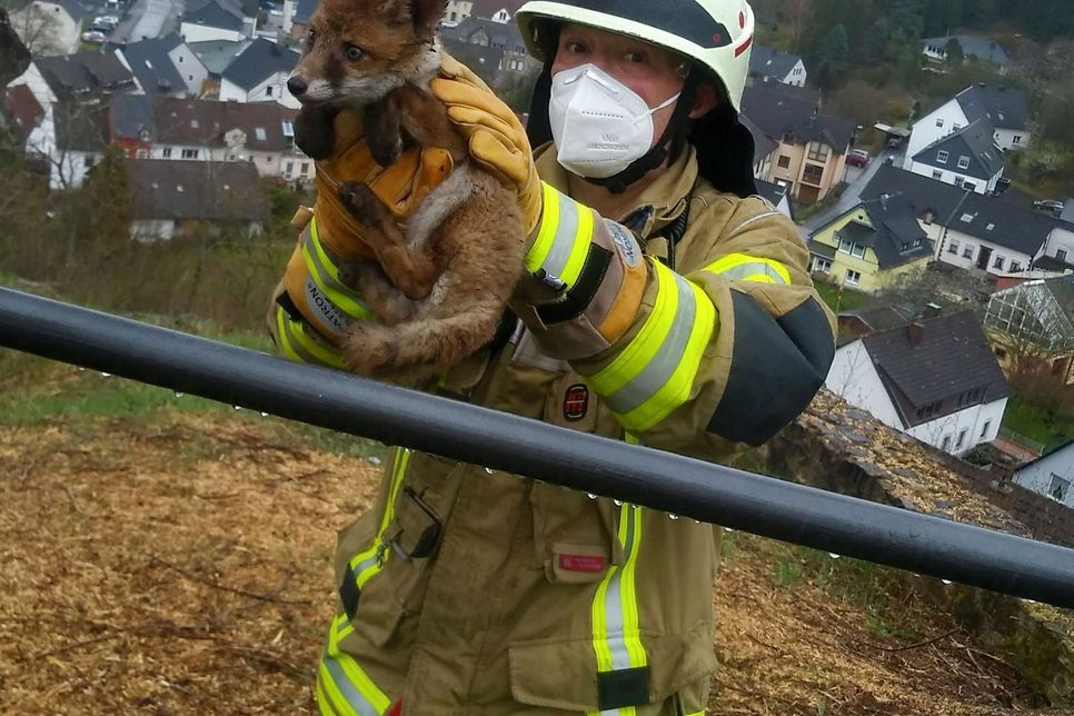 Nach seiner Rettung konnte der Fuchs unverletzt in die Freiheit entlassen werden. Foto: Feuerwehr Gerolstein