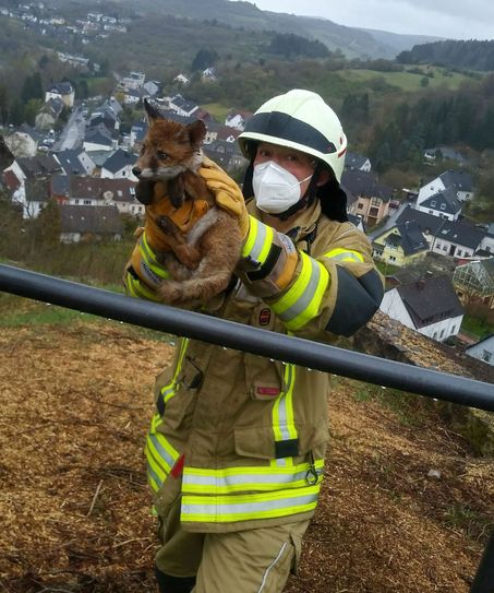 Nach seiner Rettung konnte der Fuchs unverletzt in die Freiheit entlassen werden. Foto: Feuerwehr Gerolstein