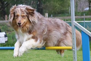 Über Rampen, Wippen und andere Hürden sowie durch Röhren oder zwischen Slalomstangen hindurch geht es für die Hunde bei der Meisterschaft.