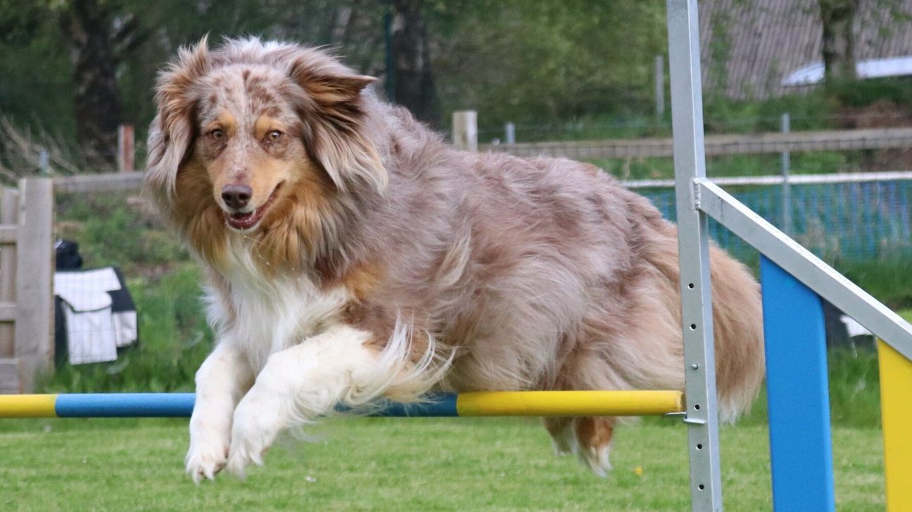 Über Rampen, Wippen und andere Hürden sowie durch Röhren oder zwischen Slalomstangen hindurch geht es für die Hunde bei der Meisterschaft.