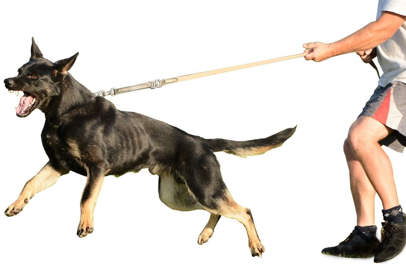 Mehrere Hunde haben Julian Weber angefallen. Wären die Hunde angeleint gewesen, wäre vermutlich nichts passiert. Foto: Symbolbild/Fotolia