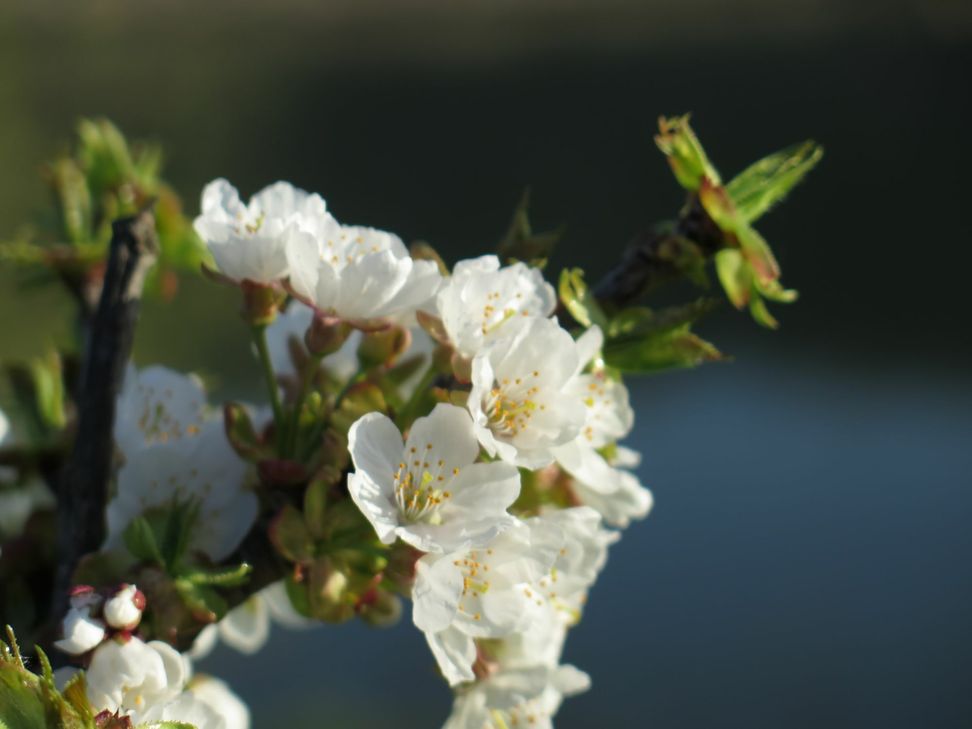 Pünktlich zur Blütezeit lädt der Zweckverband Welterbe Oberes Mittelrheintal zum Kirschblüten-Picknick in Filsen.