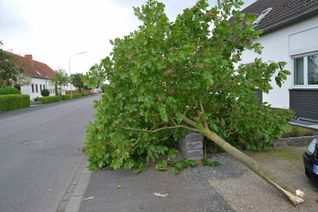 Auto kommt von der Straße ab und kracht in einen Baum. Foto: Agentur Siko