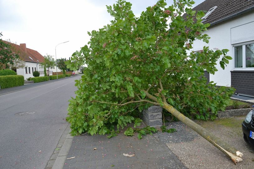 Auto kommt von der Straße ab und kracht in einen Baum. Foto: Agentur Siko