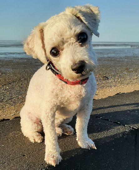 Schönstes Tierfoto:
Abgelichtet wurde der Bischon Frisee Namens Sam in seinem Urlaub an der Nordsee.