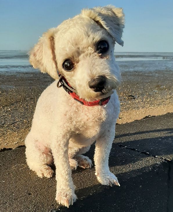 Schönstes Tierfoto:
Abgelichtet wurde der Bischon Frisee Namens Sam in seinem Urlaub an der Nordsee.
