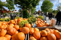 Zu kaufen gab es wieder verschiedenste Kürbissorten wie "Bischofsmütze", "Miss Sophie" oder "Black Cat".