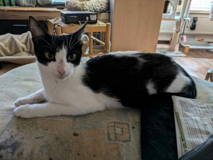 Der Tierschutz Euskirchen sucht ein neues Zuhause für Katzendame Olympia