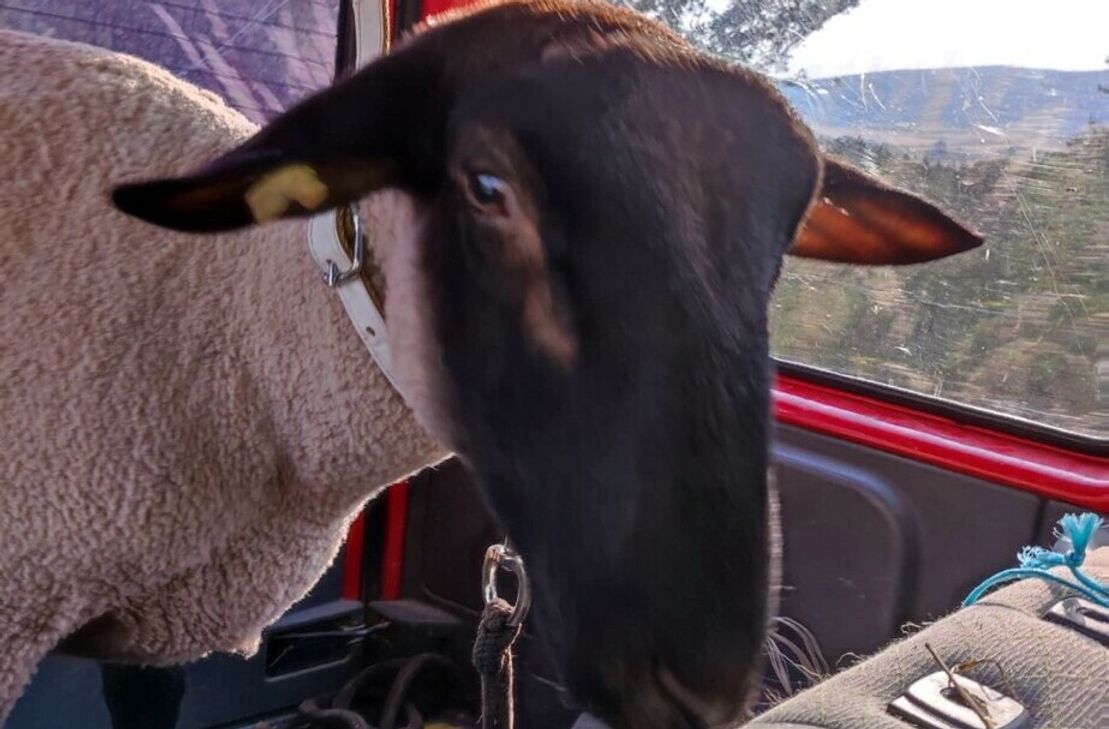 Der zahme Schafsbock Ramses fuhr gerne im Auto seiner Besitzerin Cindy Schätter mit. Seine Zutraulichkeit wurde ihm in der Nacht zum Sonntag wohl zu Verhängnis.