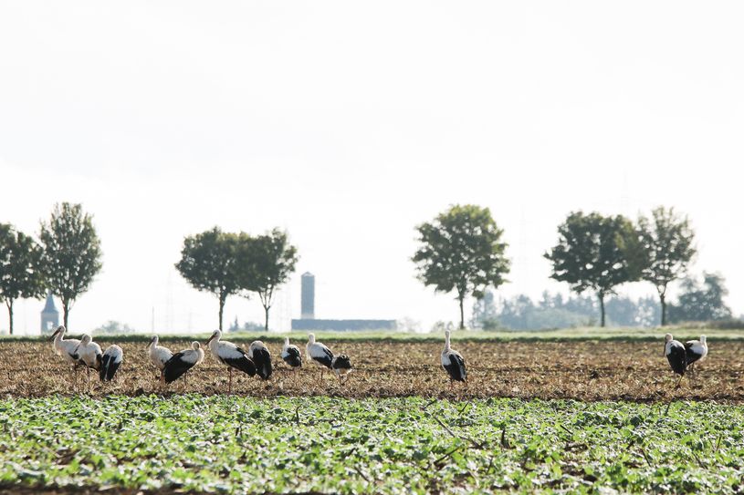 Störche bei Dünfus (im Hintergrund die beiden Kirchen von Forst)