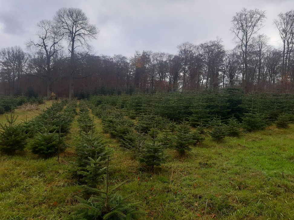 Jedermann kann im Dezember in Kürrenberg seinen Weihnachtsbaum schlagen!