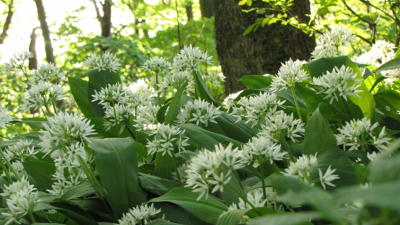Der  Bärlauch ist vielseitig einsetzbar und  wird auch als »wilder Knoblauch« bezeichnet.     Foto: K. Lindner