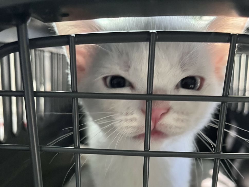 Die ausgesetzte Katze wurde dem Tierheim in Remagen übergeben.