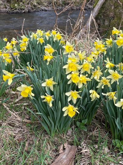 Narzissenwiese im Naturpark.