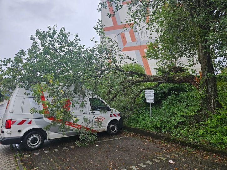 In Trier fiel ein Baum auf einen Transporter.