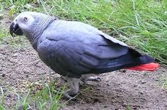 Symbolbild Graupapagei