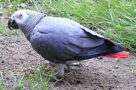 Symbolbild Graupapagei