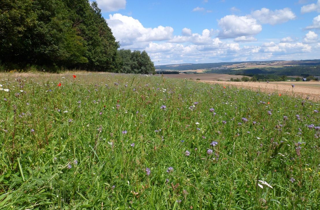 Blühfläche bei Niederburg.