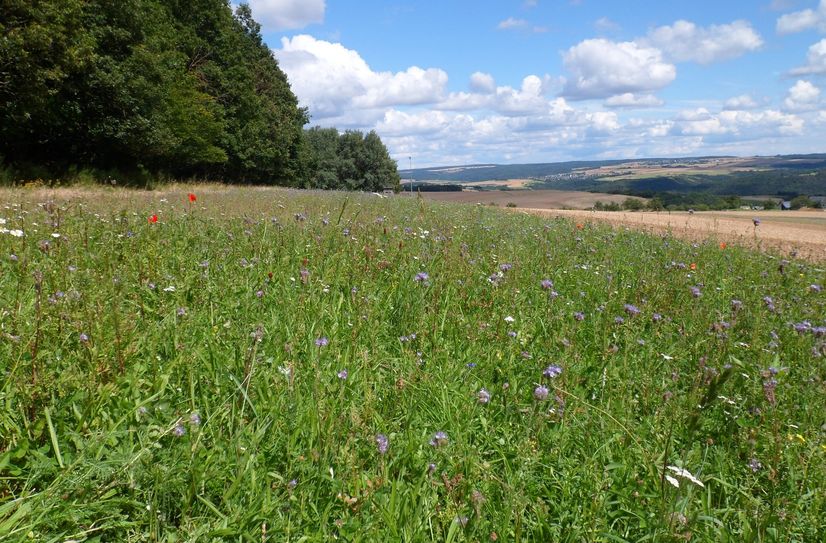 Blühfläche bei Niederburg.